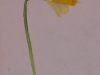 Daffodil (unframed) - SOLD