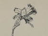 Daffodil (unframed) - SOLD